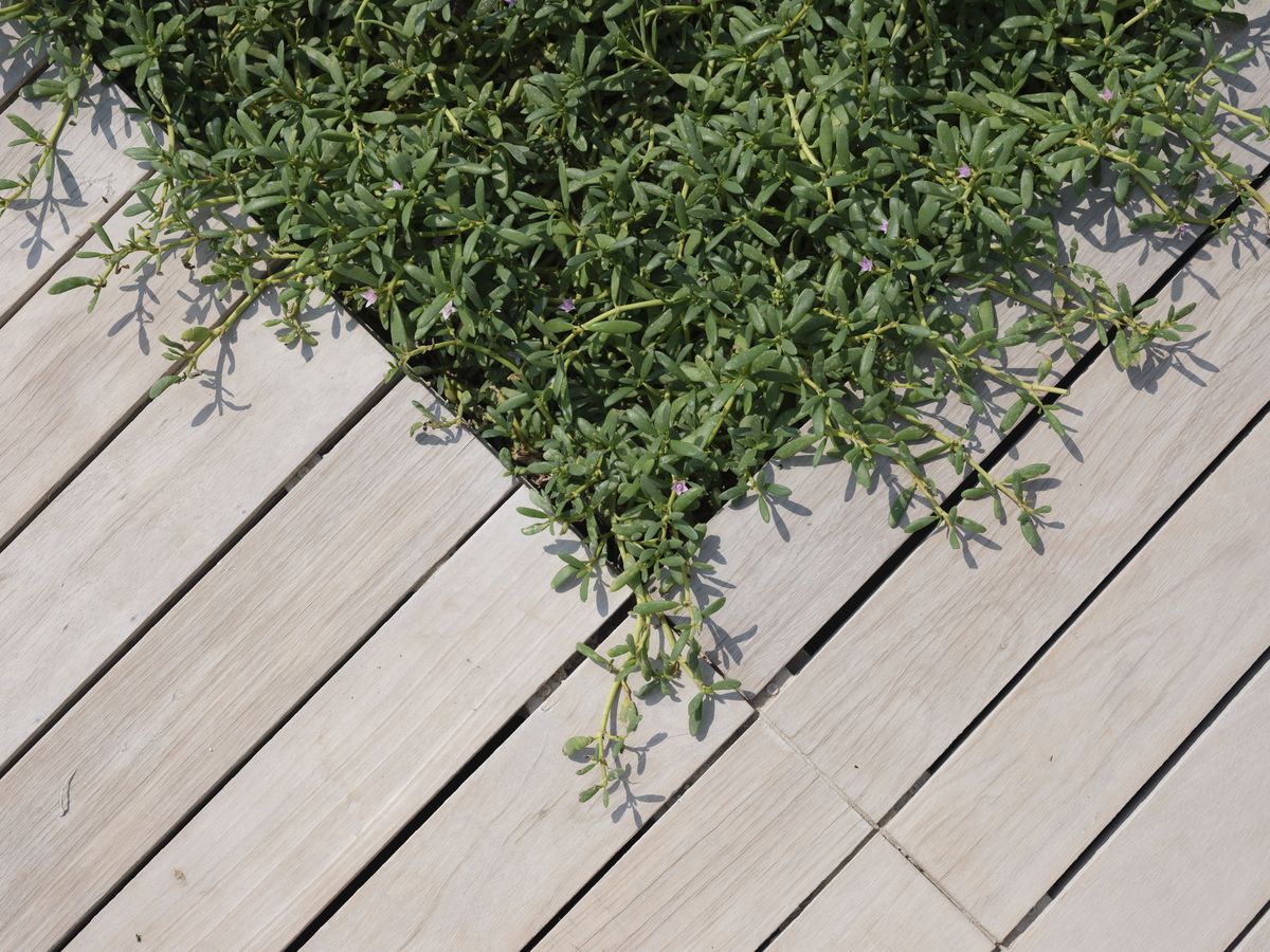 Wood deck boards with greenery overhead